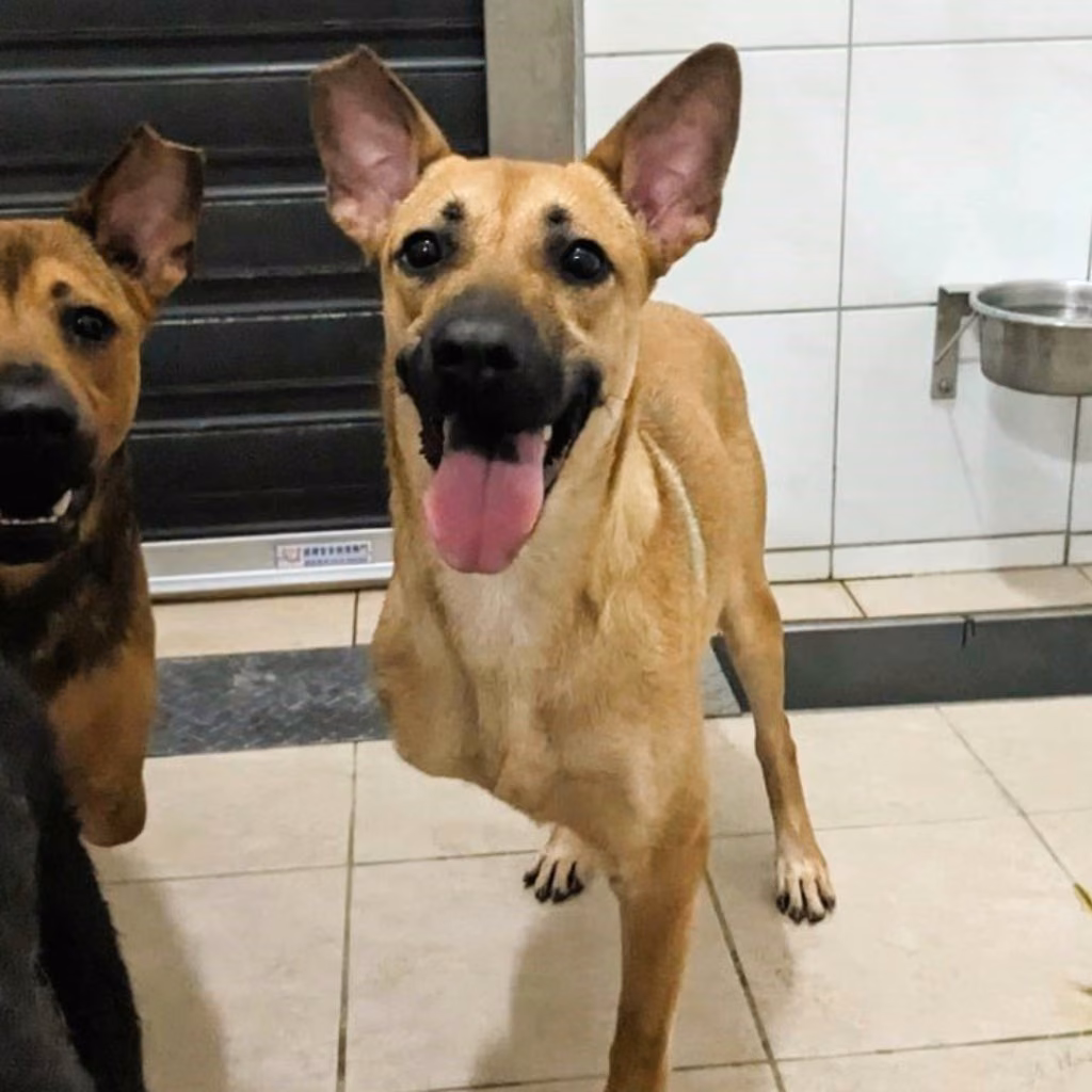 The dog, from the shelter's listing
