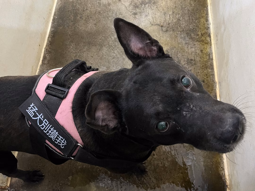 The dog, from the shelter's listing
