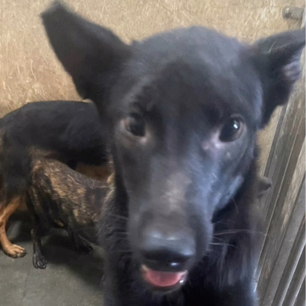 The dog, from the shelter's listing
