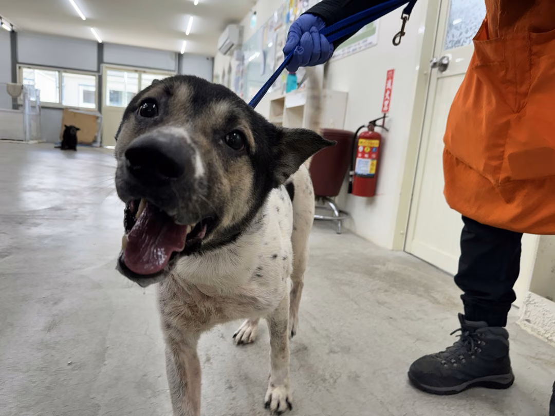 The dog, from the shelter's listing