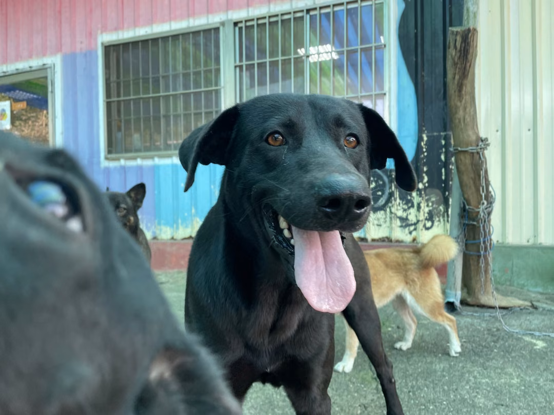 The dog, from the shelter's listing