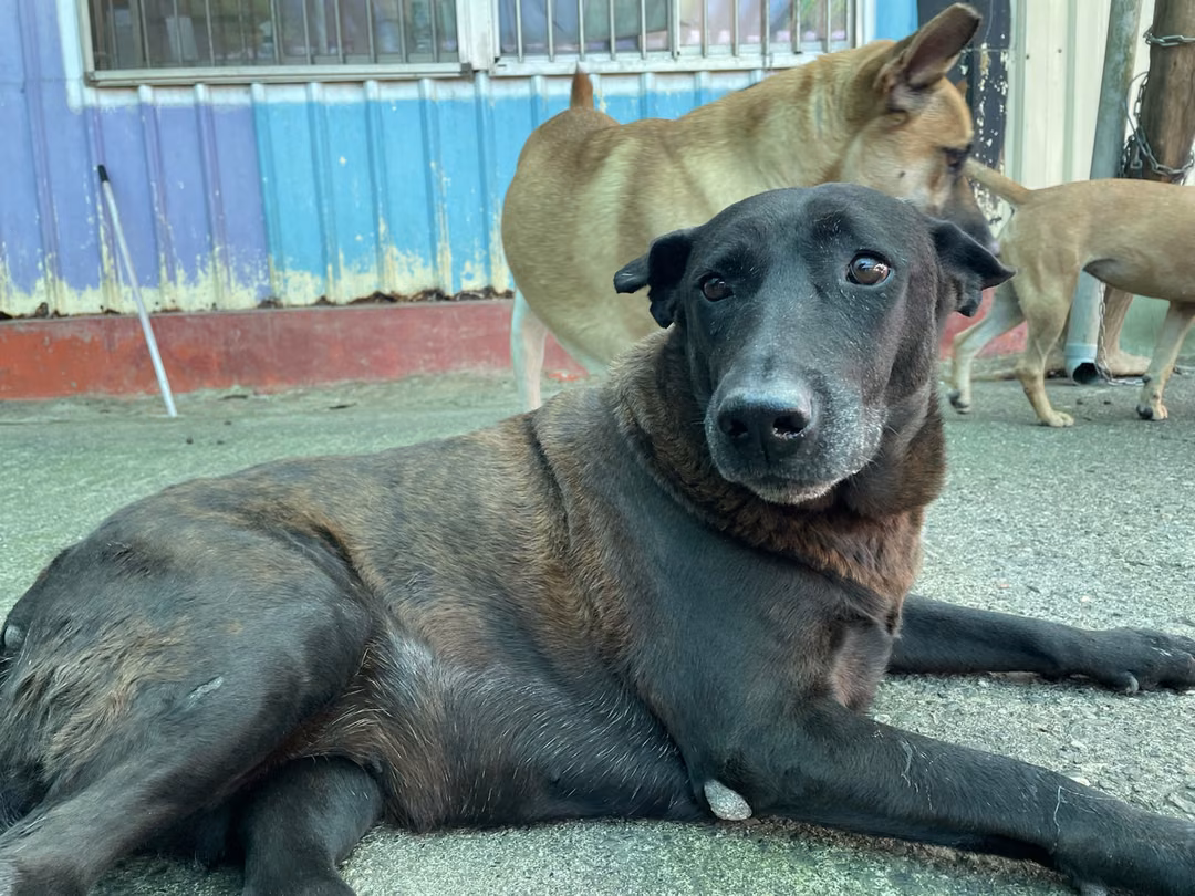 The dog, from the shelter's listing