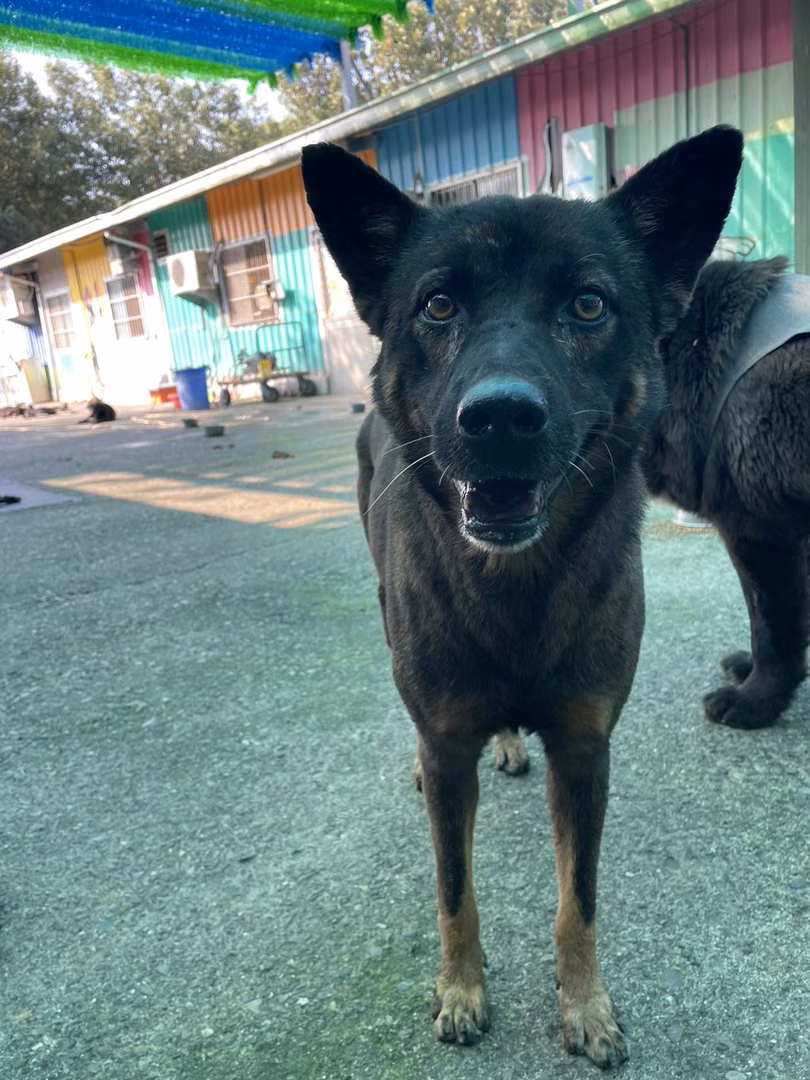 The dog, from the shelter's listing