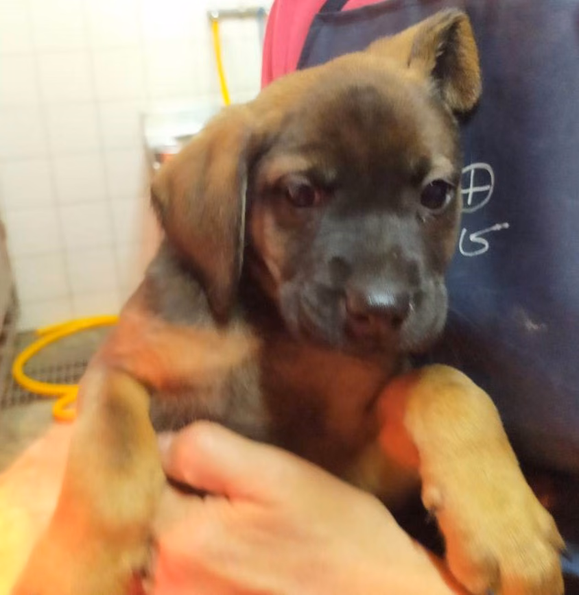 The dog, from the shelter's listing