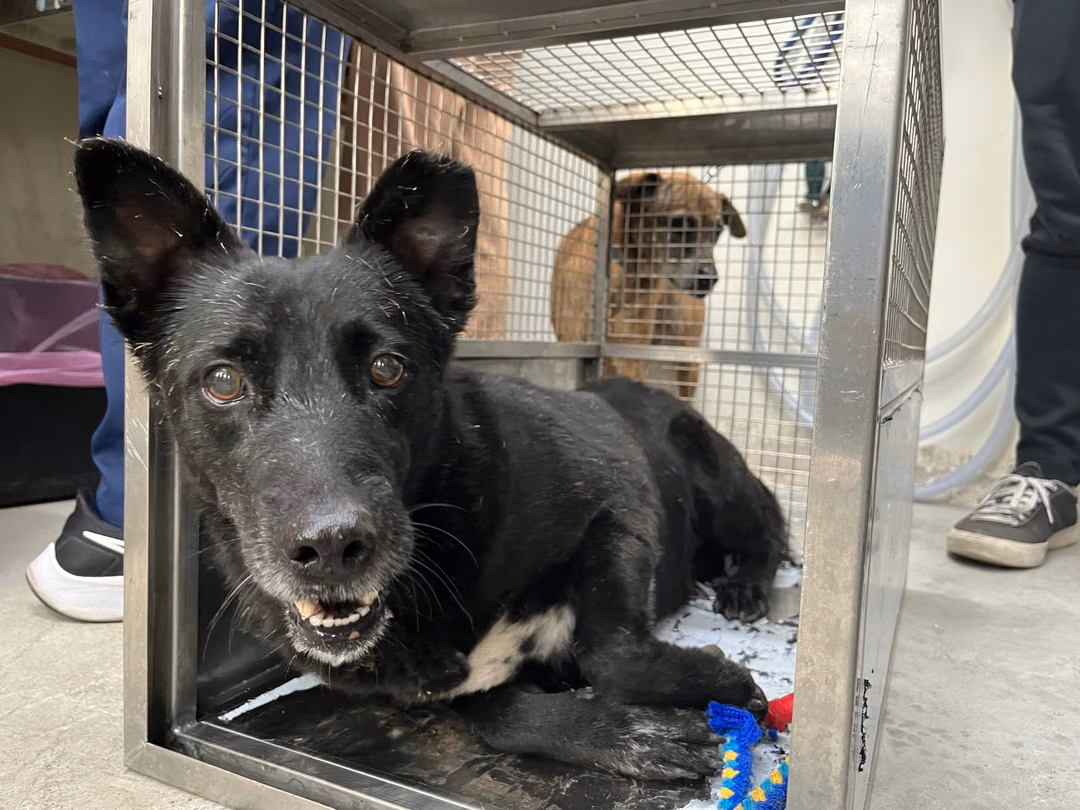 The dog, from the shelter's listing
