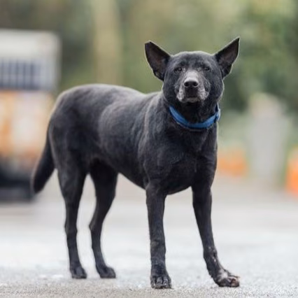 The dog, from the shelter's listing