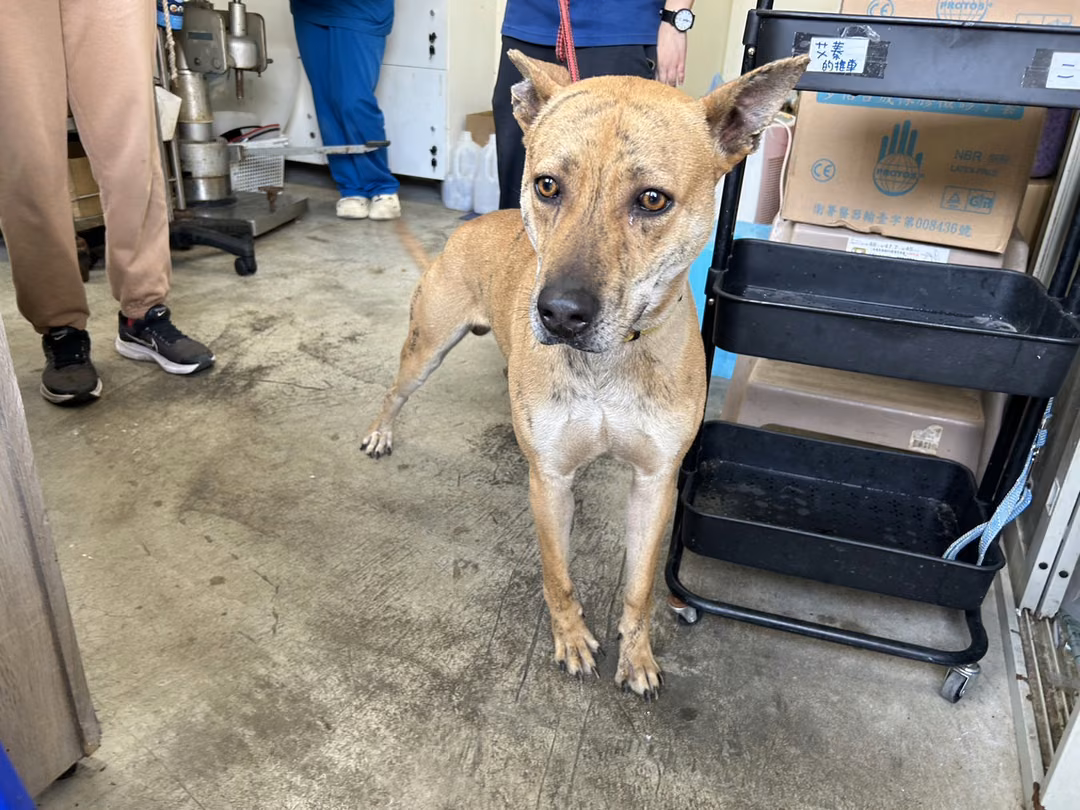 The dog, from the shelter's listing