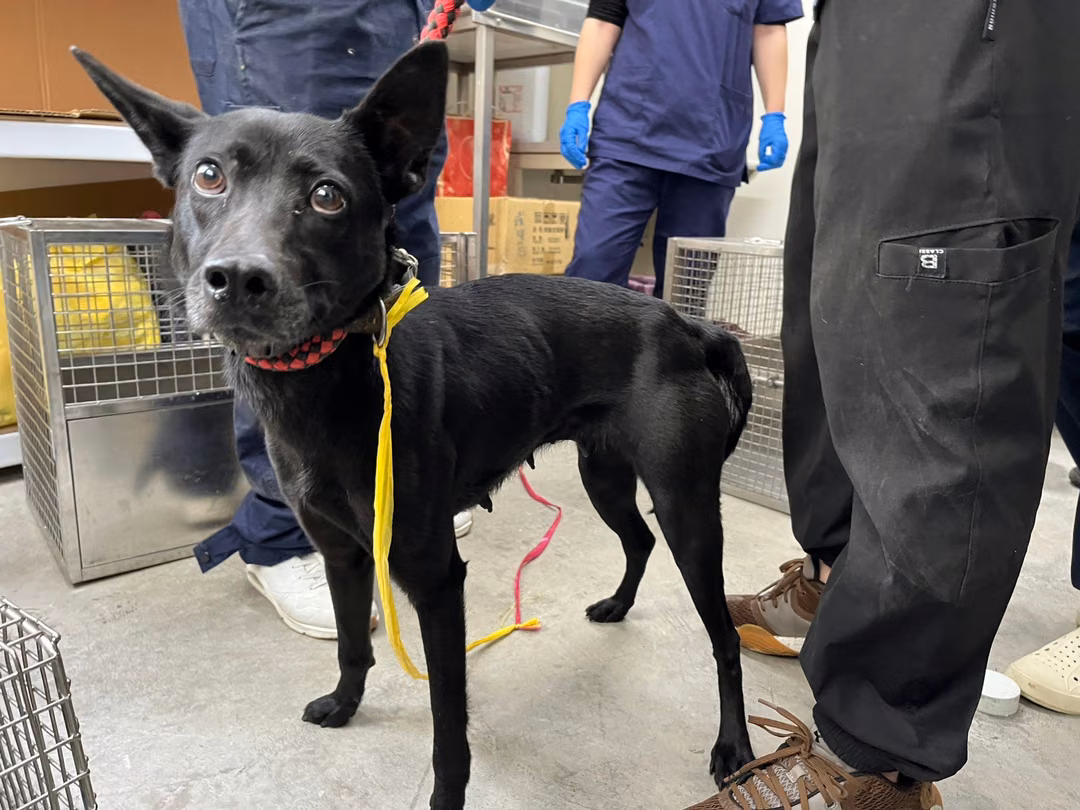 The dog, from the shelter's listing