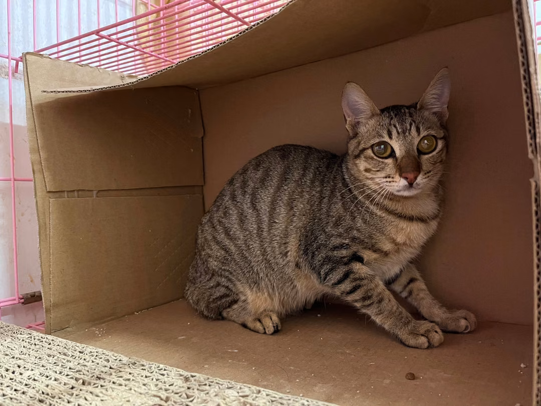 The cat, from the shelter's listing