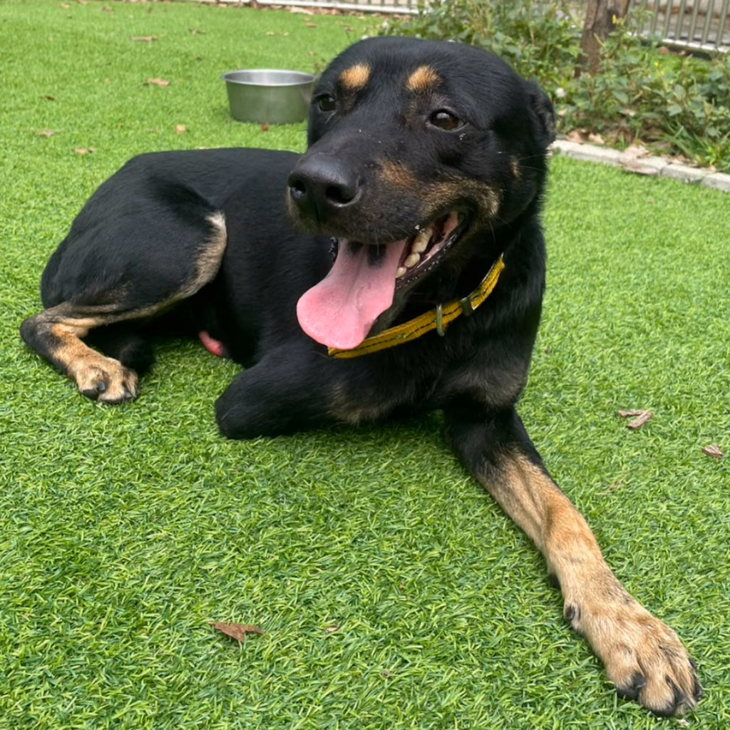 The dog, from the shelter's listing