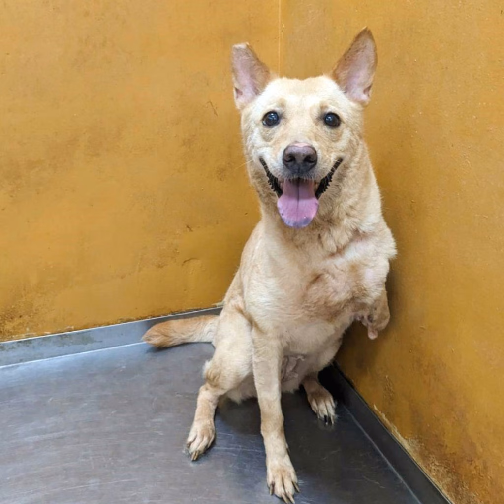The dog, from the shelter's listing