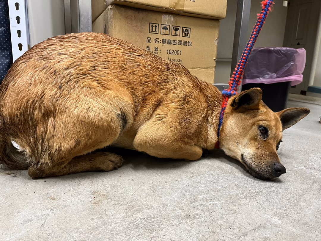 The dog, from the shelter's listing