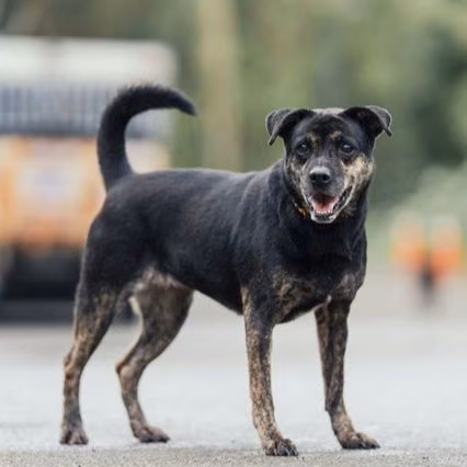 The dog, from the shelter's listing