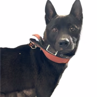 The dog, from the shelter's listing