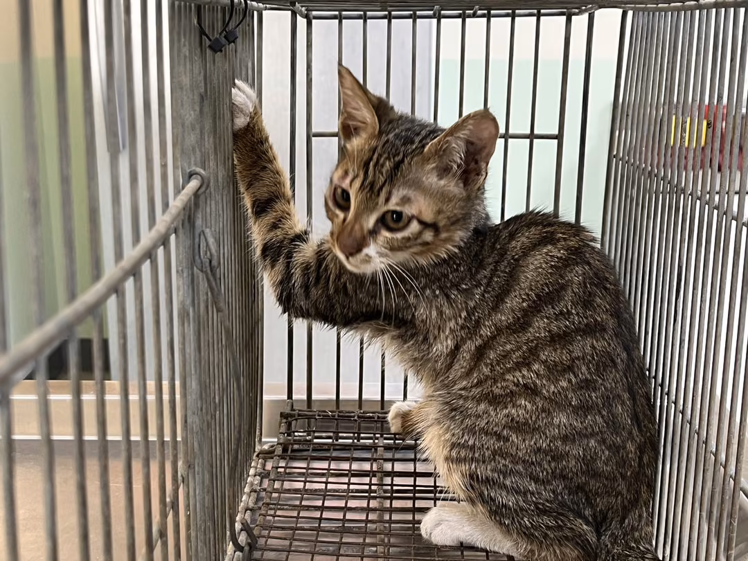 The cat, from the shelter's listing