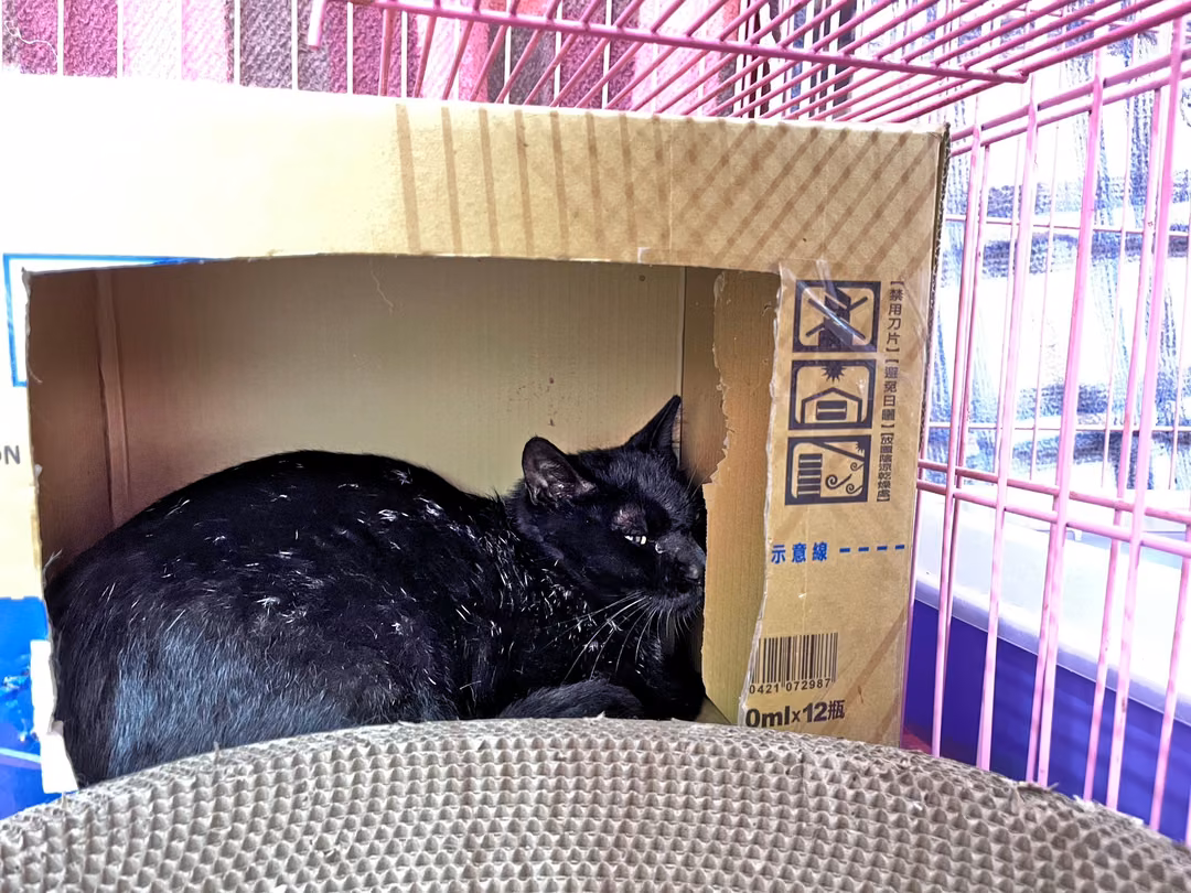 The cat, from the shelter's listing