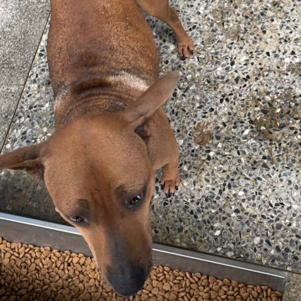 The dog, from the shelter's listing