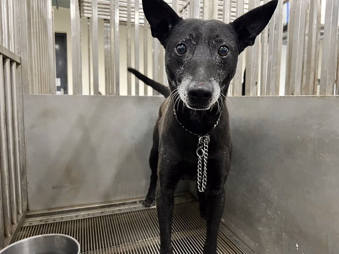 The dog, from the shelter's listing