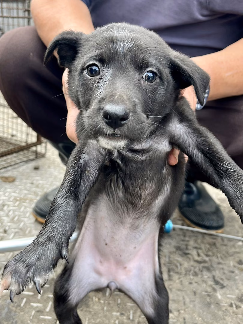 The dog, from the shelter's listing