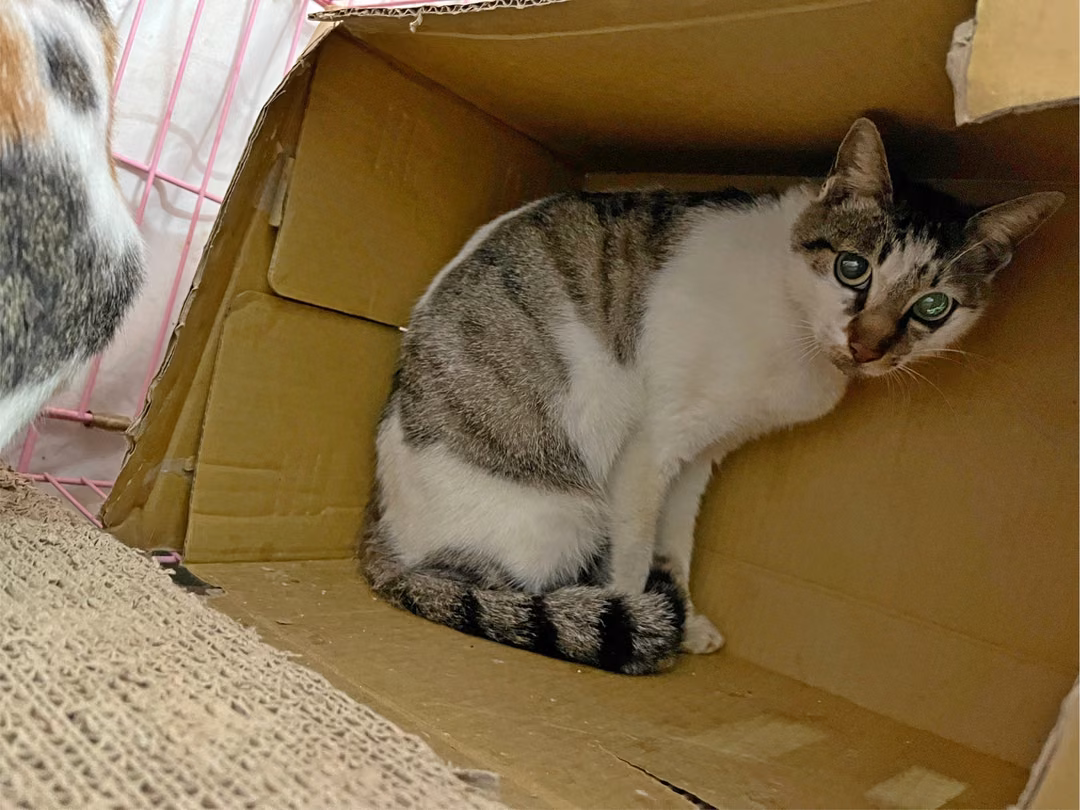 The cat, from the shelter's listing