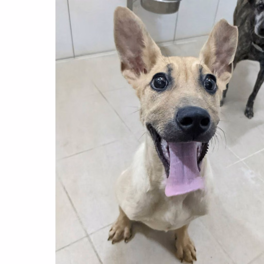 The dog, from the shelter's listing