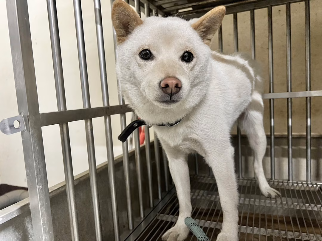 The dog, from the shelter's listing