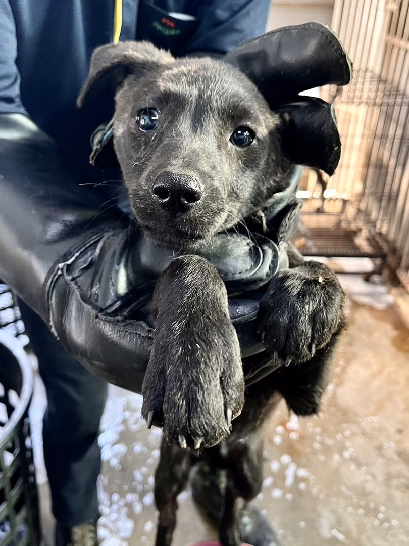 The dog, from the shelter's listing