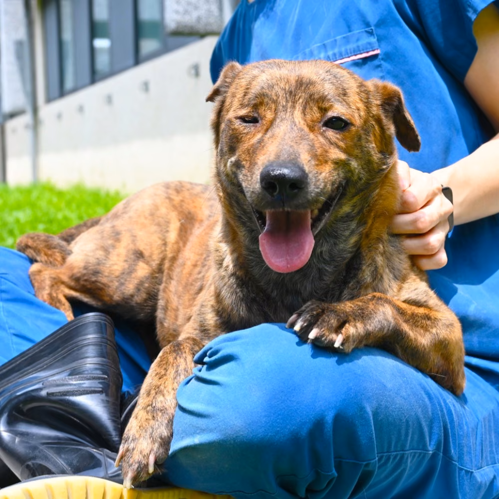 The dog, from the shelter's listing