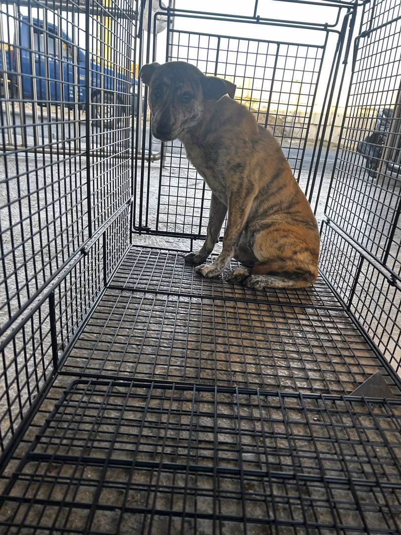 The dog, from the shelter's listing