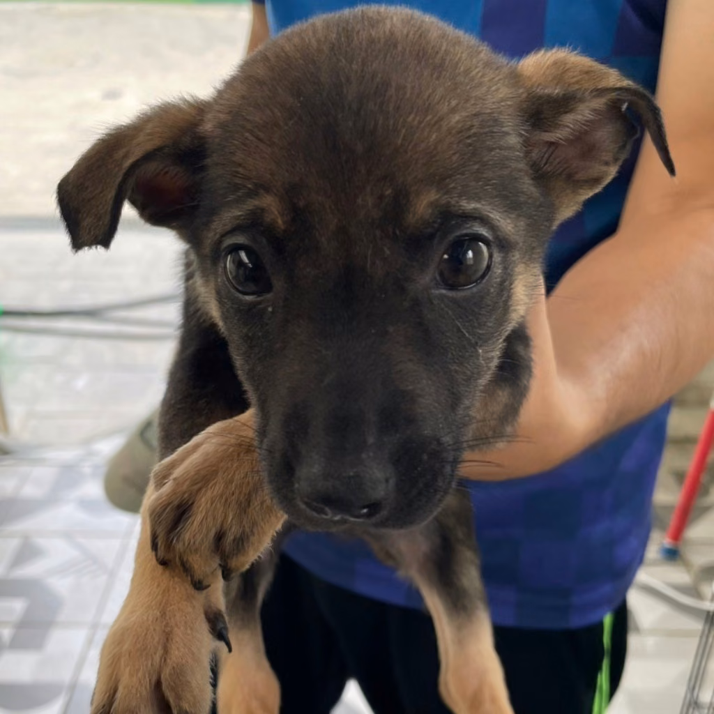 The dog, from the shelter's listing