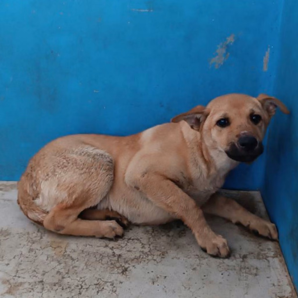 The dog, from the shelter's listing