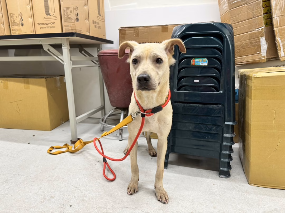 The dog, from the shelter's listing
