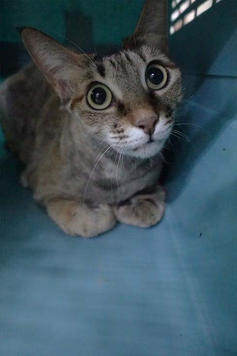 The cat, from the shelter's listing