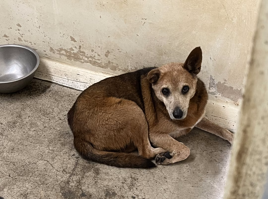 The dog, from the shelter's listing