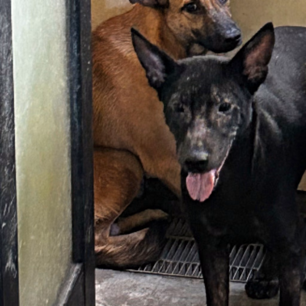 The dog, from the shelter's listing