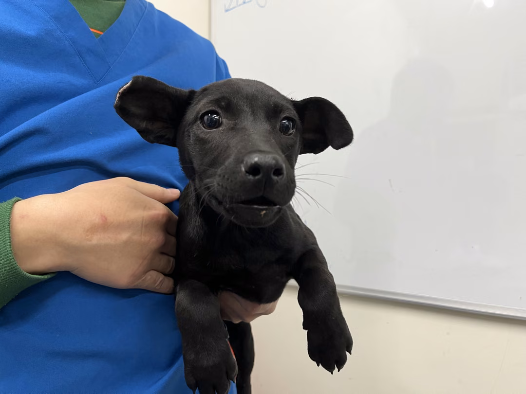 The dog, from the shelter's listing