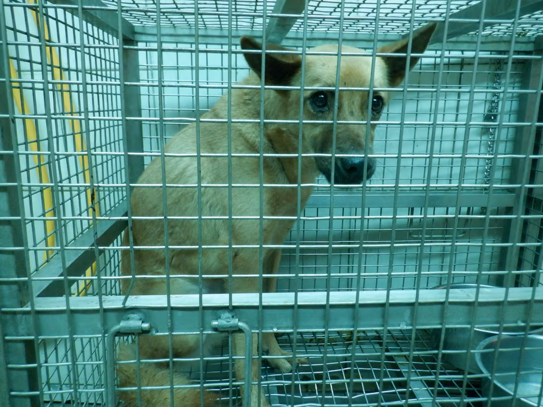 The dog, from the shelter's listing