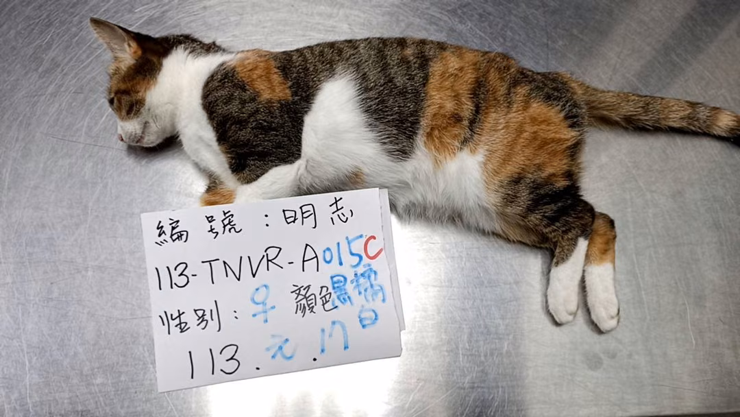 The cat, from the shelter's listing