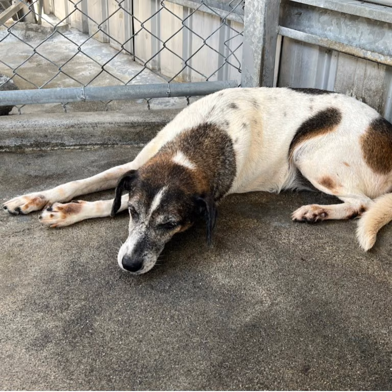 The dog, from the shelter's listing