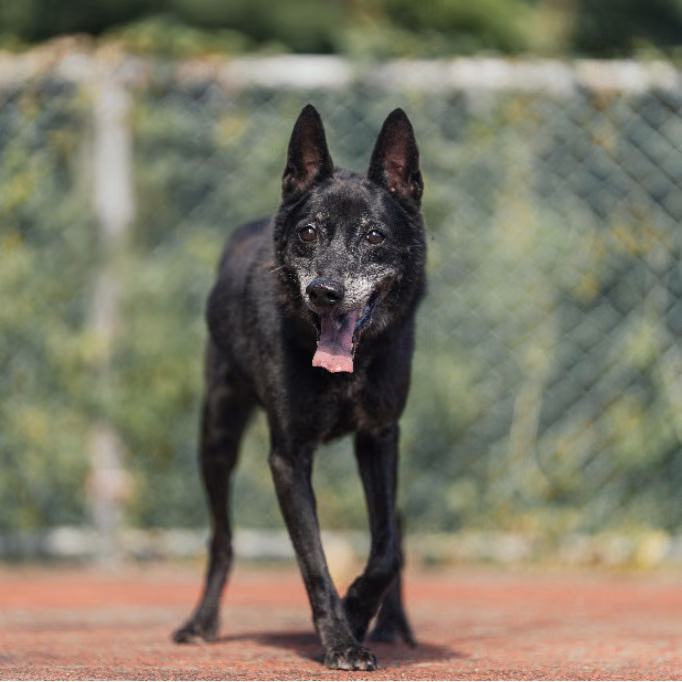 The dog, from the shelter's listing