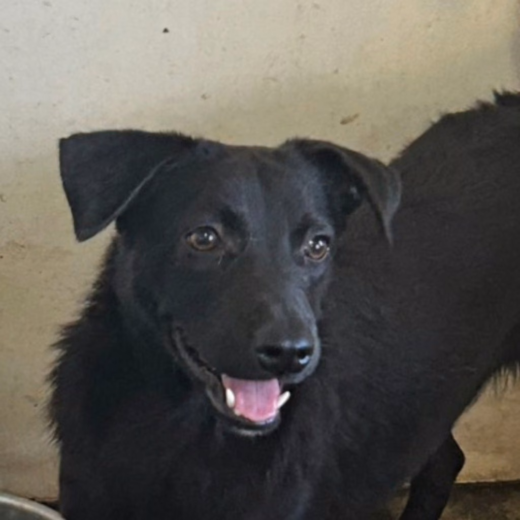 The dog, from the shelter's listing
