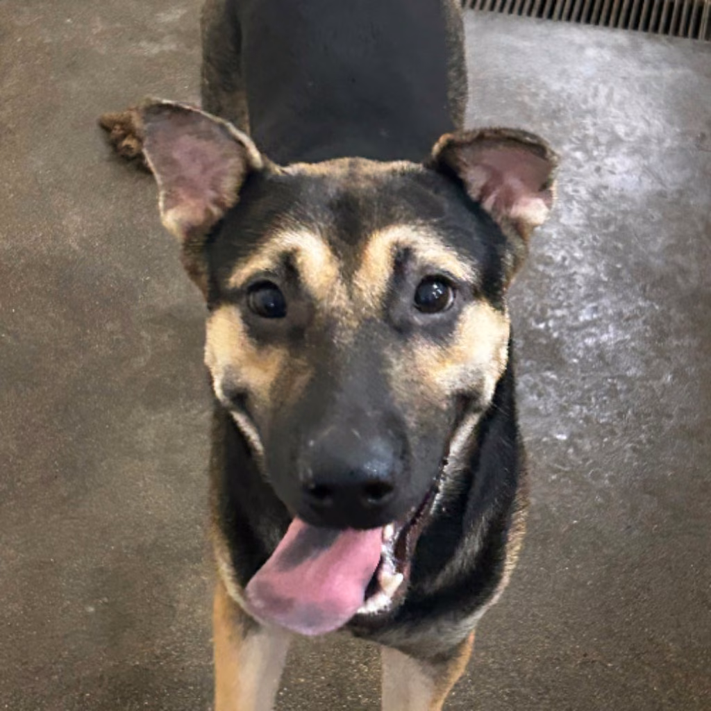 The dog, from the shelter's listing