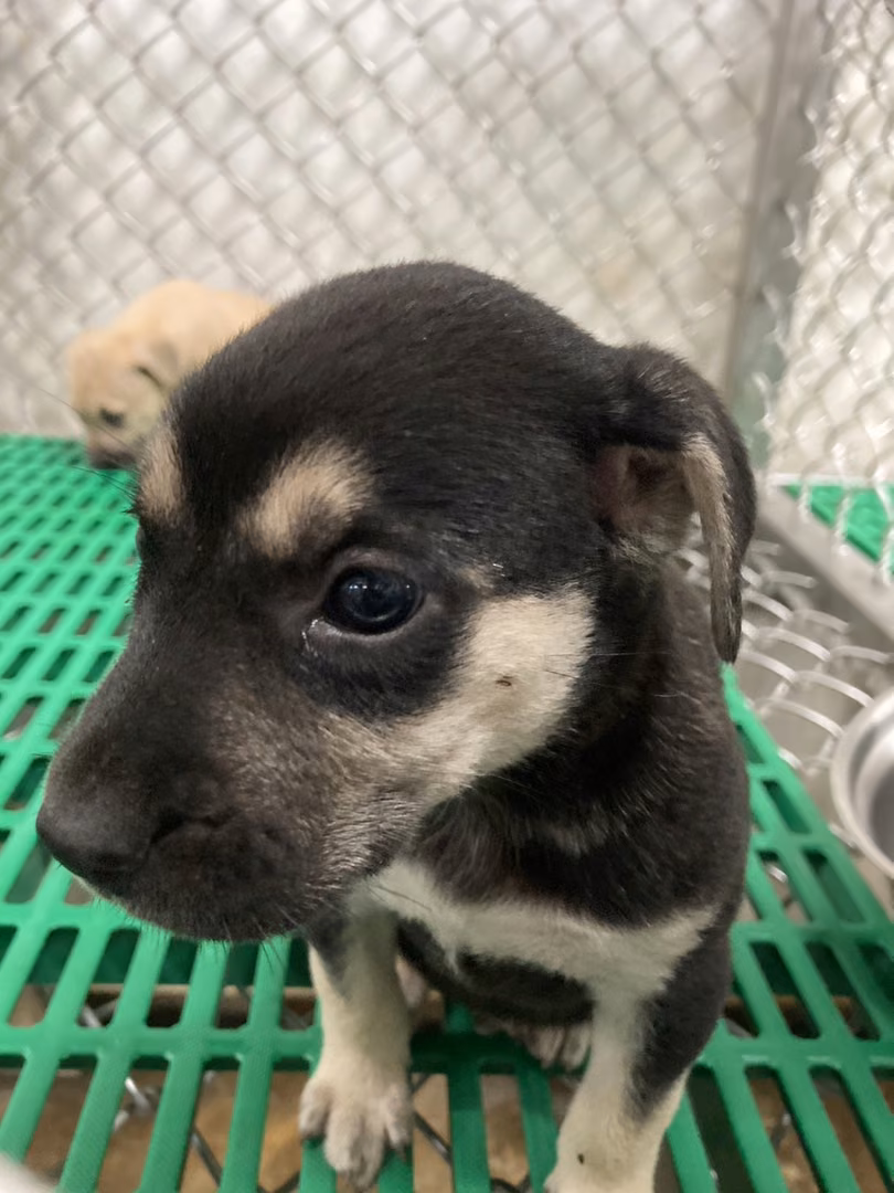 The dog, from the shelter's listing