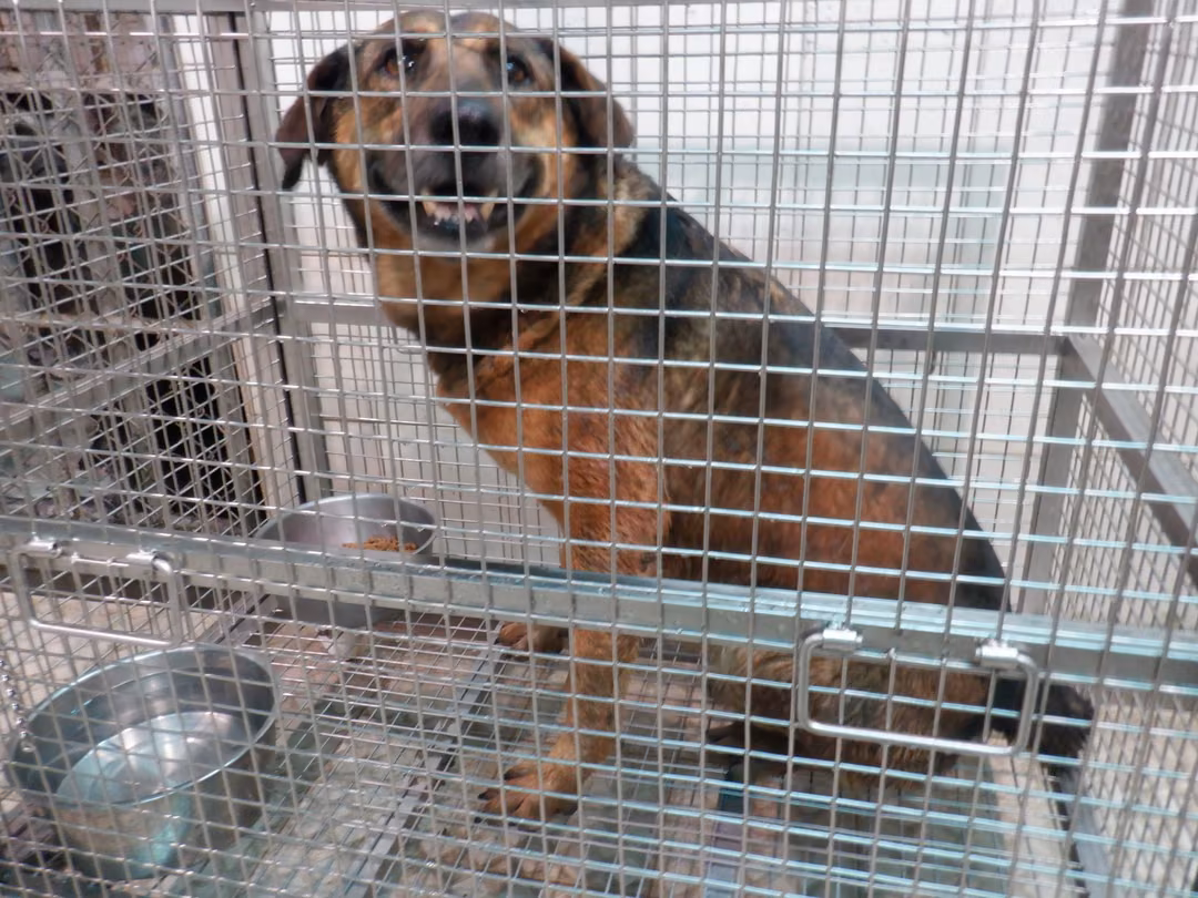 The dog, from the shelter's listing