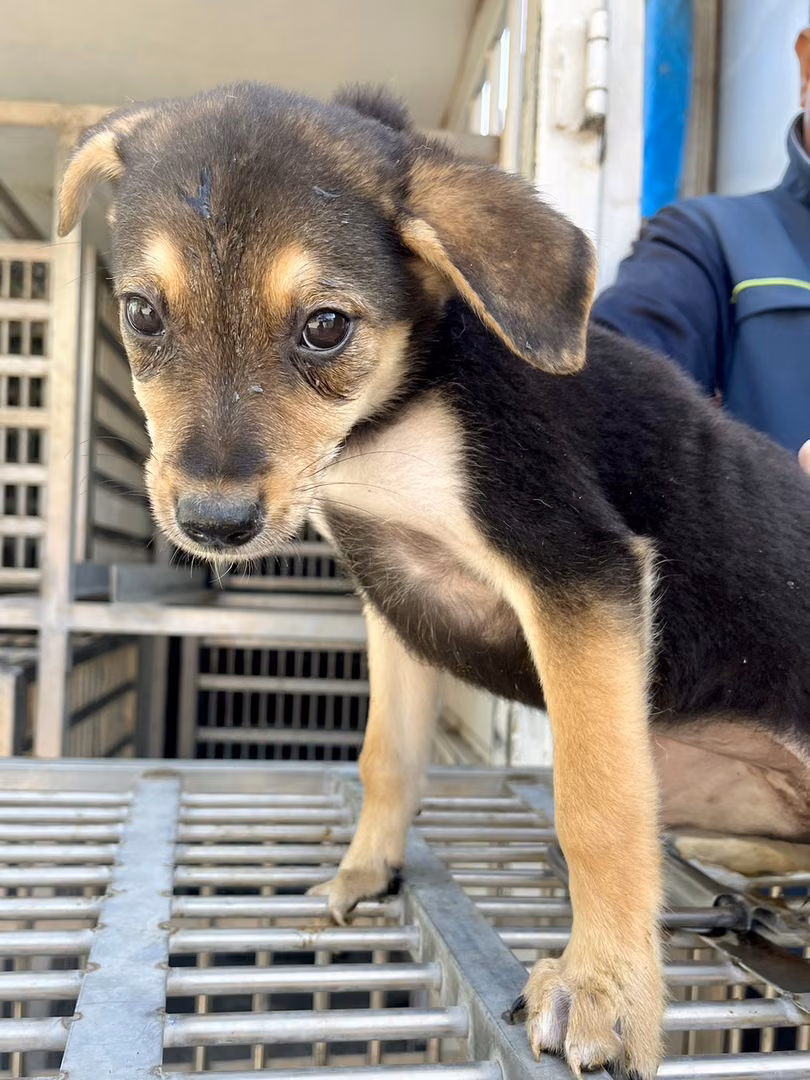 The dog, from the shelter's listing