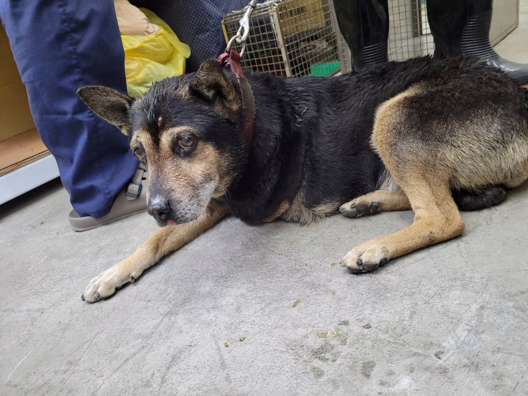 The dog, from the shelter's listing