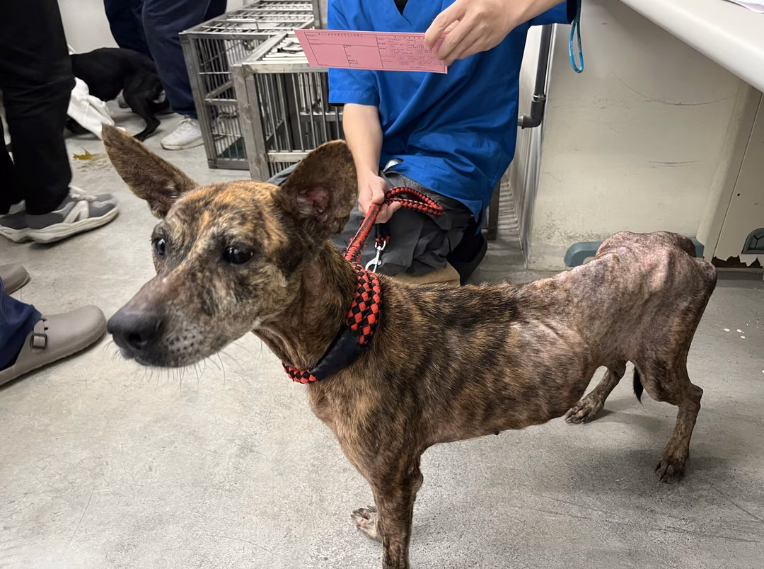 The dog, from the shelter's listing