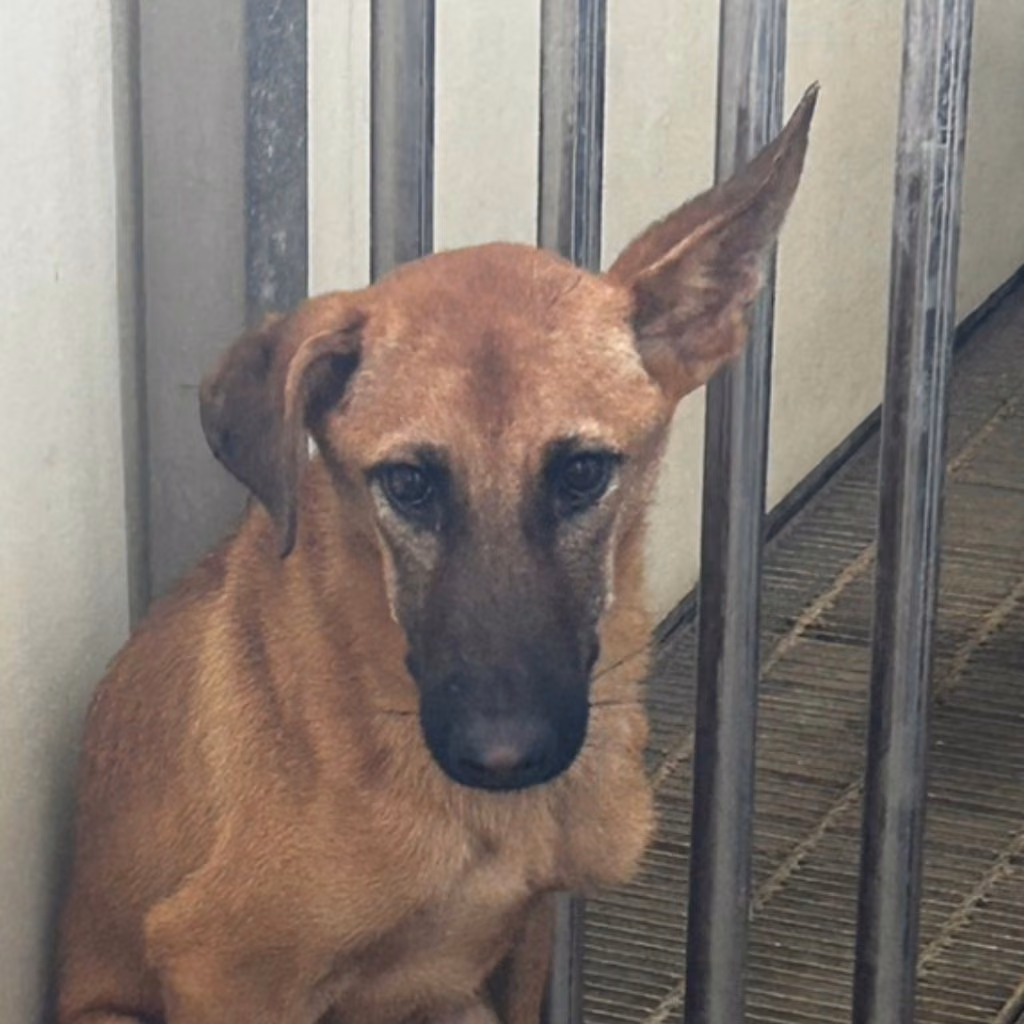 The dog, from the shelter's listing