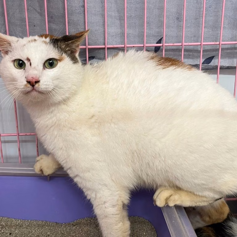 The cat, from the shelter's listing