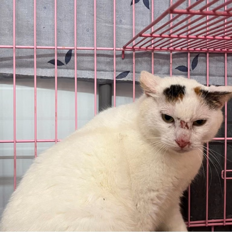 The cat, from the shelter's listing